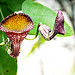 Aristolochia triangularis Cham. (cipó mil-homens)